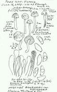 Image of Inocybe