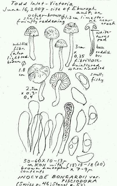 Image of Inocybe