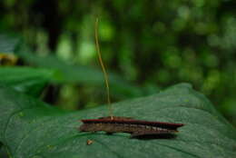 Typhulaceae resmi