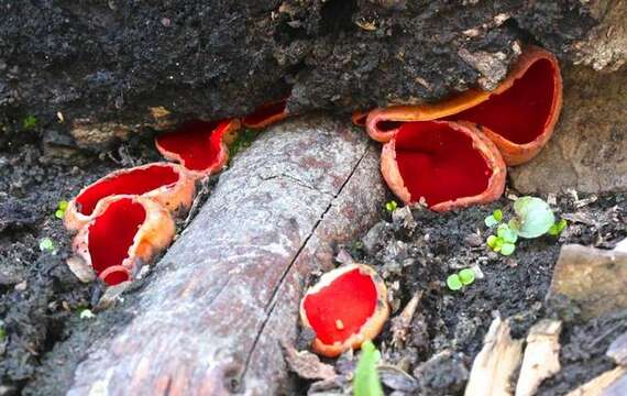 Plancia ëd Sarcoscyphaceae