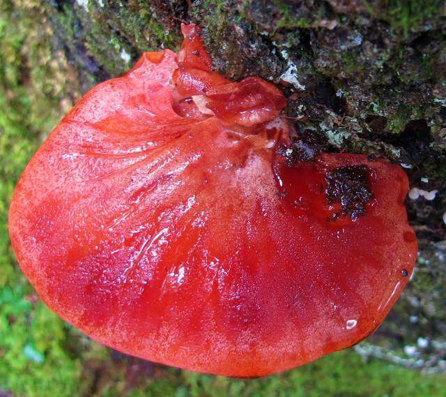 Image of Fistulinaceae