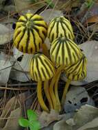 صورة Marasmius grandiviridis Wannathes, Desjardin & Lumyong 2009