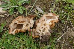 Plancia ëd Gyromitra