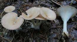 Слика од Clitocybe