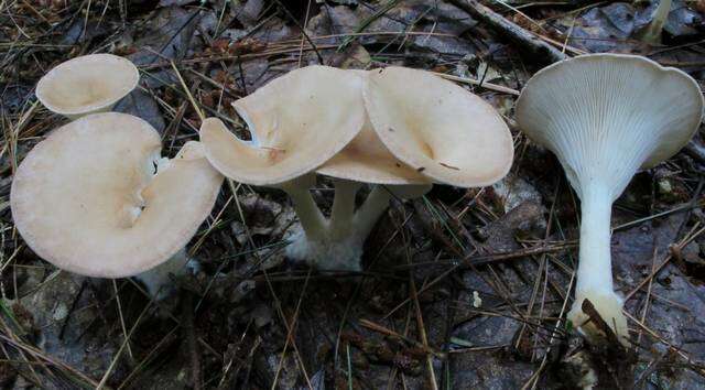 Image of Clitocybe