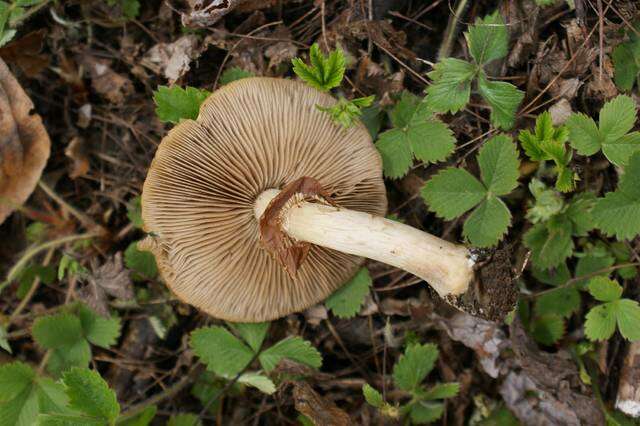 Image de Agrocybe