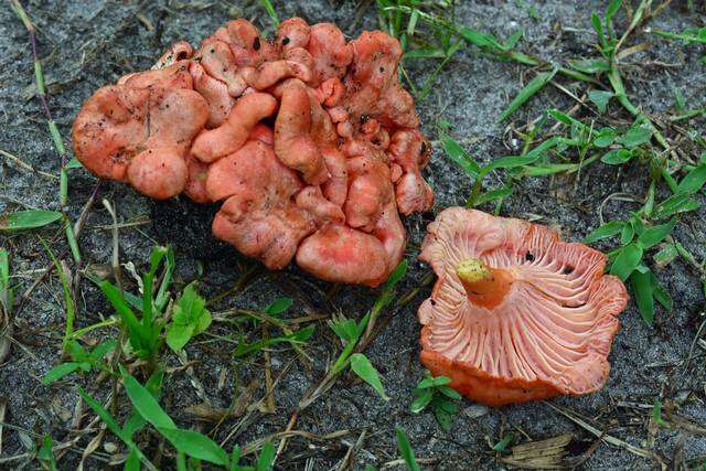 Image of Cantharellus coccolobae Buyck, P. A. Moreau & Courtec. 2016