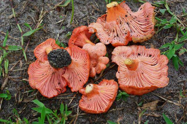 Image of Cantharellus coccolobae Buyck, P. A. Moreau & Courtec. 2016