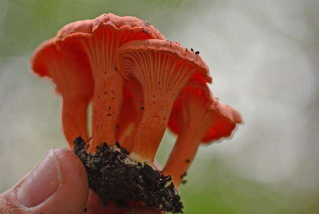 Image de Cantharellus coccolobae Buyck, P. A. Moreau & Courtec. 2016