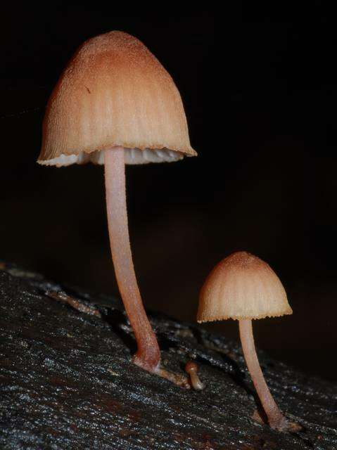 Image of Mycena parsonsiae G. Stev. 1964