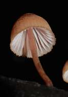 Image of Mycena parsonsiae G. Stev. 1964