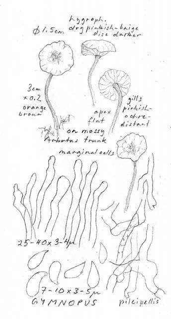 Image of Omphalotaceae