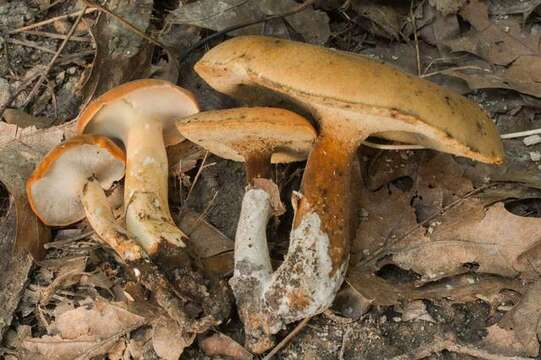 Polyporus resmi