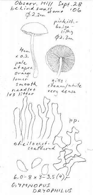 Imagem de Omphalotaceae