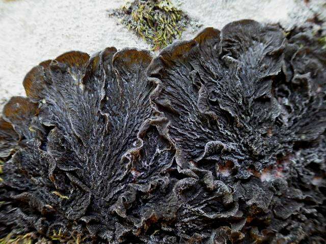 Image of jelly lichen