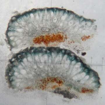 Слика од Mycoblastaceae