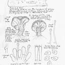 Imagem de Entoloma cephalotrichum (P. D. Orton) Noordel. 1979