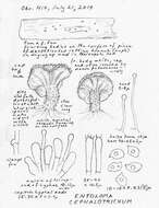 Image of Entoloma cephalotrichum (P. D. Orton) Noordel. 1979