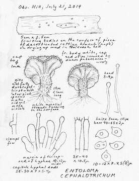 Imagem de Entoloma cephalotrichum (P. D. Orton) Noordel. 1979