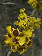 Image of Sunshine lichens