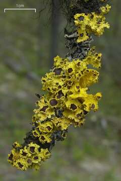 Image of Sunshine lichens