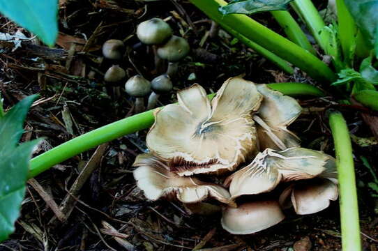 Image of Psilocybe ovoideocystidiata Guzmán & Gaines 2007