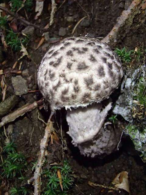 Слика од Strobilomyces