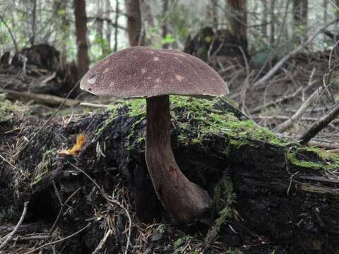 Image of Aureoboletus mirabilis (Murrill) Halling 2015