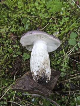 Image of Russula grisea Fr. 1838