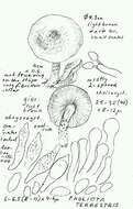 Image of Pholiota