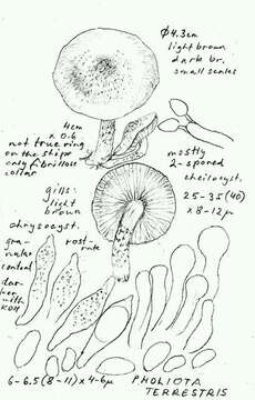 Image of Pholiota