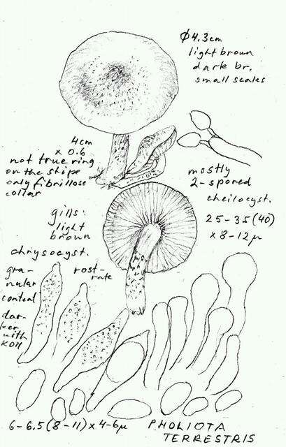 Image of Pholiota