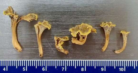 Image of <i>Craterellus olivaceus</i> Y. Lamoureux