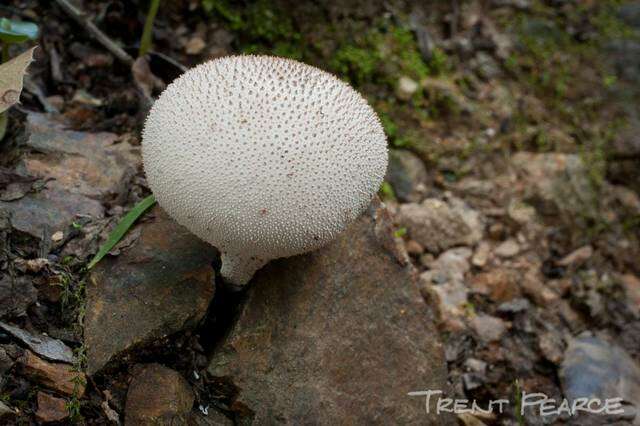 Imagem de Lycoperdon