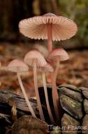 Image of Mycena purpureofusca (Peck) Sacc. 1887