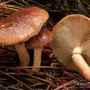 Image of Pholiota velaglutinosa A. H. Sm. & Hesler 1968