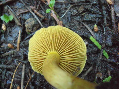 Image of Cortinarius croceus (Schaeff.) Gray 1821