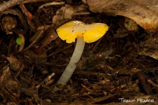 Plancia ëd Hygrocybe flavifolia (A. H. Sm. & Hesler) Singer 1951