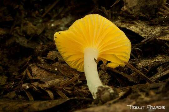 Plancia ëd Hygrocybe flavifolia (A. H. Sm. & Hesler) Singer 1951