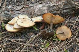 Image of Clitocybe glacialis Redhead, Ammirati, Norvell & M. T. Seidl 2000