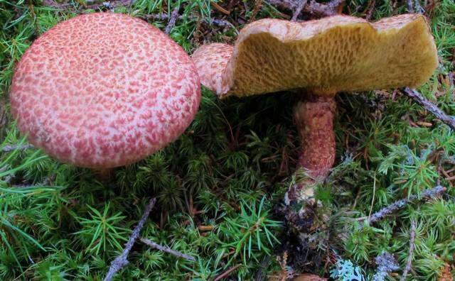 Image of Clinton’s boletus