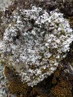 Image of shield lichen