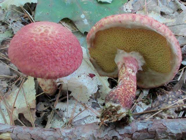 Image of Clinton’s boletus