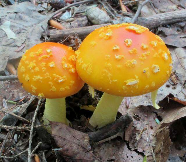 Слика од Amanita flavoconia G. F. Atk. 1902