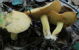 Image of Suillus subaureus (Peck) Snell 1944