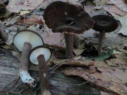 Image of Lactarius lignyotus Fr. 1857