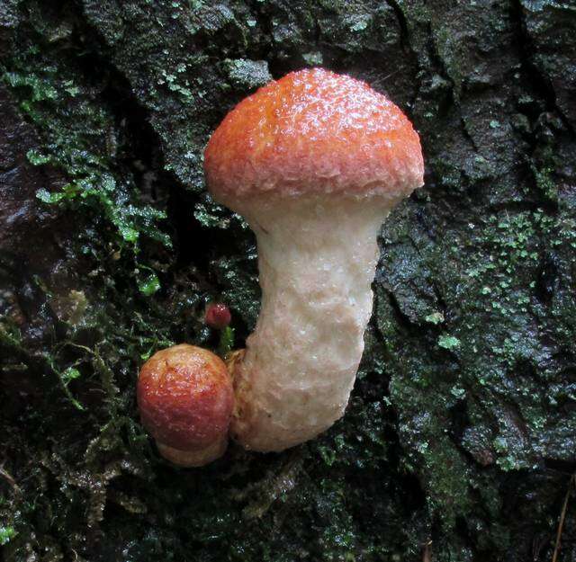 Image of Clinton’s boletus