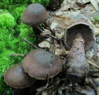 Image of Cortinarius squamulosus Peck 1872