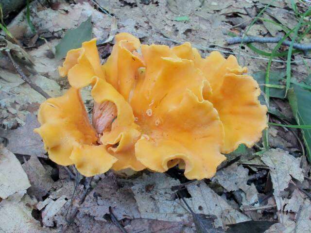 Image of Cantharellus lateritius (Berk.) Singer 1951