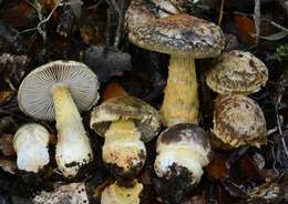 Image of Cortinarius elaiochrous E. Horak, M. M. Moser, Peintner & Vilgalys 2002